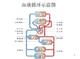 血液循環示意圖（ppt課件）