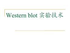 Western blot 实验技术