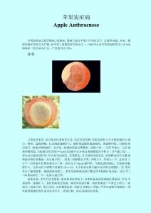 苹果炭疽病