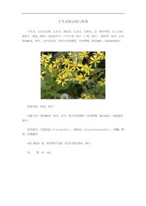 千里光的功效與作用