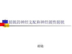 膀胱的神经支配和神经原性膀胱