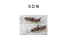 隐翅虫皮炎(2）