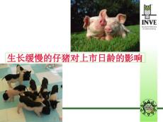 生长缓慢的仔猪对上市日龄的影响