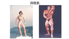 《解剖四肢肌》