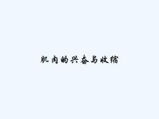 肌肉的兴奋与收缩 ppt
