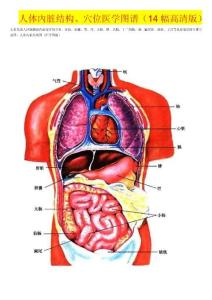 人体內脏结构、穴位医学图谱（14幅高清版）