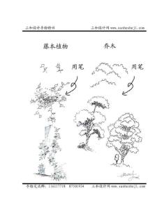 各種植物的手繪用筆方法