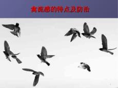 禽流感ppt课件