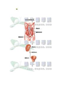 病例分析尿路梗阻
