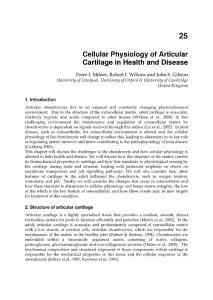 Cellular physiology of articular cartilage in health and disease