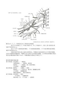臂丛神经损伤