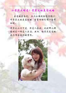 贵宾犬的美容攻略
