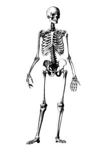 人體解剖高尺寸圖片