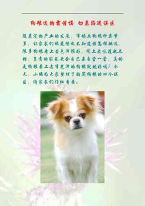 狗粮选购需谨慎 切莫陷进误区