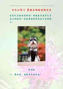 四个小窍门 掌握正确的遛狗方法