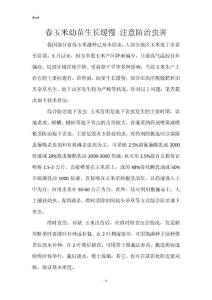 春玉米幼苗生长缓慢 注意防治虫害