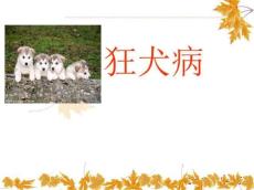 狂犬病课件