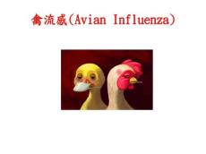 禽流感幻灯