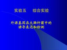 第十一章 外源基因的表达 [课件]