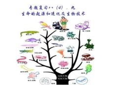初中生物课件之生物的起源与进化