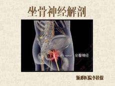 坐骨神经解剖