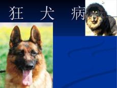 狂犬病课件