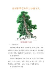松树植物学知识与松树文化