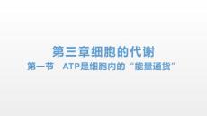 ATP是细胞内的“能量通货”-高一上学期生物浙科版必修1