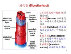 [精]I 消化管道的一般结构 管壁分4层