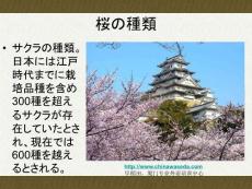 早稻田日本公益講座——櫻花的國度part2