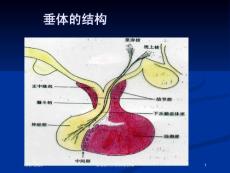 肢端肥大症的诊治指南培训ppt课件