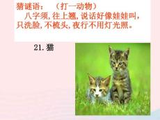 三年級科學上冊第四單元家養攜物第21課貓課件2