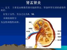 肾盂肾炎ppt