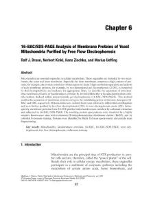 16-BAC SDS-PAGE Analysis of Membrane Proteins of Yeast Mitochondria Purified by Free Flow Electrophoresis