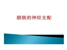 膀胱神经支配课件