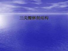 三尖瓣解剖结构课件