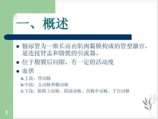 输尿管损伤课件