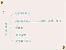 结缔组织病课件