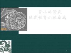 肾小球肾炎继发性肾小球疾病 ppt课件