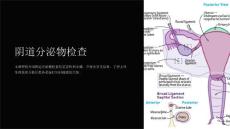 《阴道分泌物检查》课件
