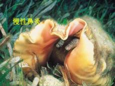 慢性鼻炎--课件