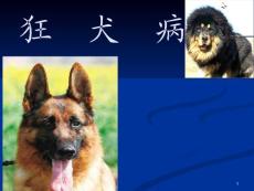 狂犬病课件