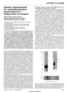 Synaptic vesicle-associated Ca2+/calmodulin-dependent protein kinase II is a binding protein for synapsin I