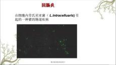 猪回肠炎猪回肠炎简介.ppt