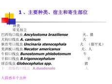 钩虫与钩虫病PPT课件.ppt