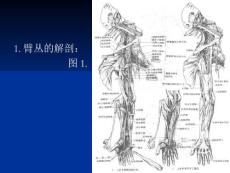 臂丛神经损伤.ppt