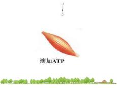 肌肉收缩实验.ppt