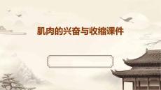 肌肉的兴奋与收缩课件