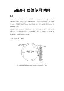 pGEM-T载体说明书