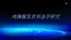 鸡胸腺发育形态学研究